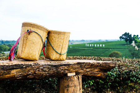 Tea Farmの写真素材
