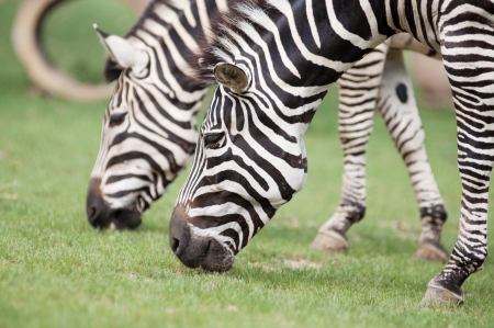 zebras eating grass in a fieldの写真素材