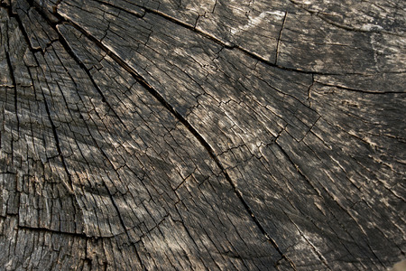 Wood textureの写真素材