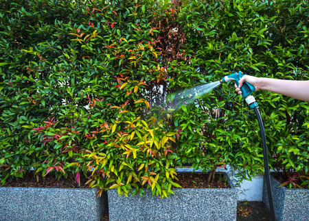 Hose nozzle spraying water on plants outdoorsの写真素材