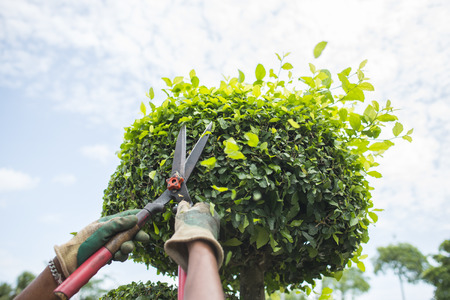 Hands with garden shears cutting a hedge in the gardenの写真素材