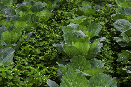 background of cabbage field, Fresh nature, Green nature,の写真素材