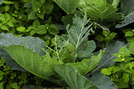 Damaged cabbage,の写真素材