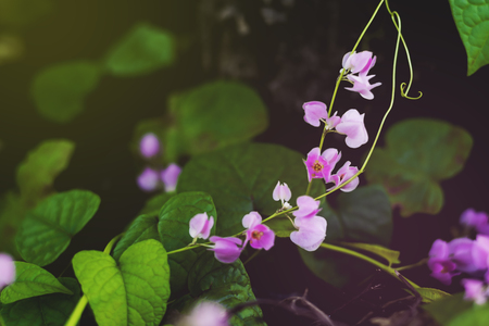 retro background of small pink flowers with green leaves and tree branch on backgroundの写真素材