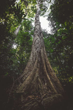 Massive Big Tree in Permai Rainforest Resort Kuching Sarawakの写真素材