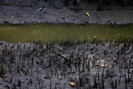 Mangrove forest called Black Sand Beach  Haad sai dam  at Tard Thailandの写真素材