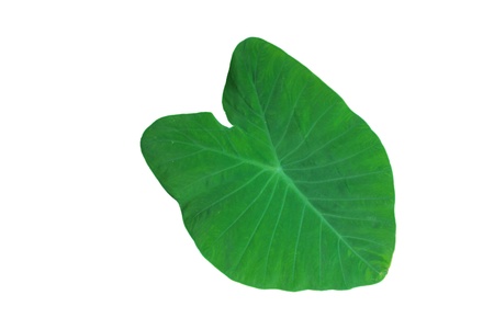 Alocasiaの写真素材