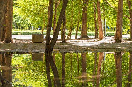 reflection of trees on flood in summerの写真素材