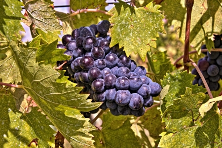 Grapes of the Chiantiの写真素材