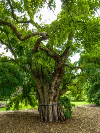 Photo was taken at The Royal Botanic Gardens, Kew, usually referred to as Kew Gardens, comprises 121 hectares of gardens and botanical glasshouses between Richmond and Kew in Richmond upon Thames in southwest London, Englandの写真素材