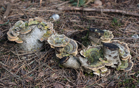 Photo of fungi was taken in Black country park,Langley,UKの写真素材