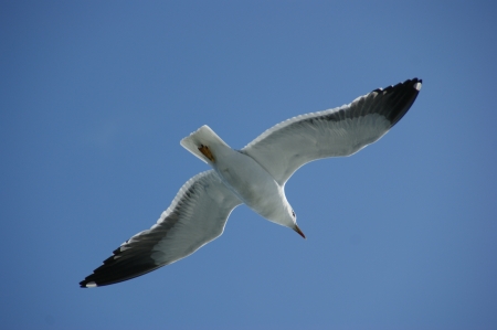 seagull in flight 2009の写真素材