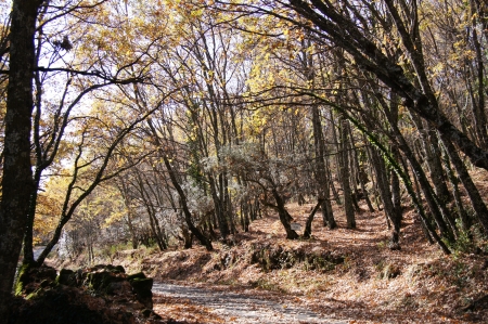 Yuste Monastery gardens of entry, path and forest with trees in late autumn, soil covered with dry leavesの写真素材