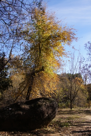 Autumn tree and rock of granite, dry leaves, and background of blue sky with clouds , Villanueva, Gualtaminos, Vera, Spainの写真素材