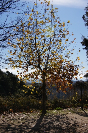 Autumn tree with forest and mountains in the background, blue sky and clouds, backlighting, Villanueva, Gualtaminos, Vera, Spainの写真素材