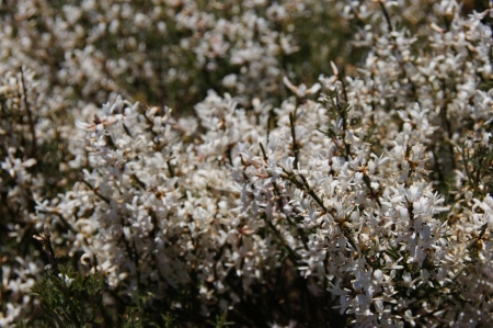 White wild flowers typical of the canary islands with fund green scrub, Roque Muchachos, Palma, Canary Islands, Spainの写真素材