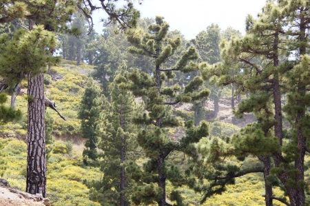 volcanic slope, pine trees in fog to backlit, Roque Muchachos, Palma, Canary Islands, Spainの写真素材