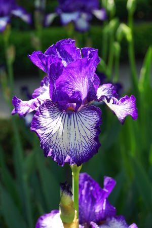 Lily, blue and white flower, background of green leaves out of focus, and shades of black, Royal Botanic Gardens, Madrid, Spainの写真素材