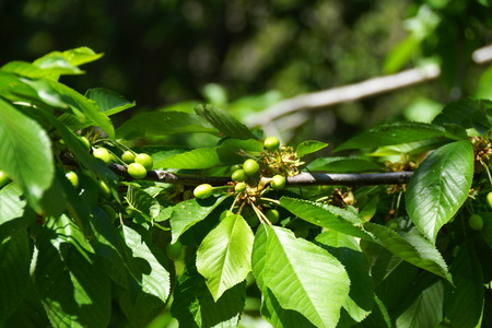 Fruit and green leaves, green leaves fund out of focus, Royal Botanic Gardens, Madrid, Spainの写真素材