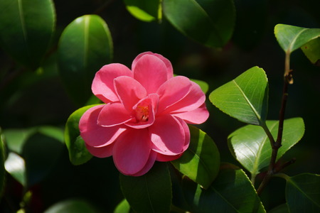 Camellias, pink flowers in the background of green leaves and shades of black, Royal Botanic Gardens, Madrid, Spainの写真素材