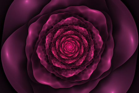 Black background with crumpled pink rose in the center. Spiral flower texture, fractal pattern. Marsala flower on dark purple backdrop.の写真素材