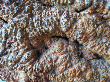 Grey ancient bubbly stone, relief structure. Uneven surface with pimples. Brown lava rock background texture. Clinker wall or ground rusty pattern.の写真素材