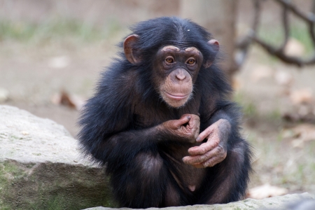 Monkey breedingの写真素材