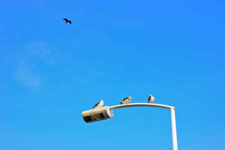 white bird on blue skyの写真素材