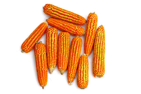 Dry corn isolated on white