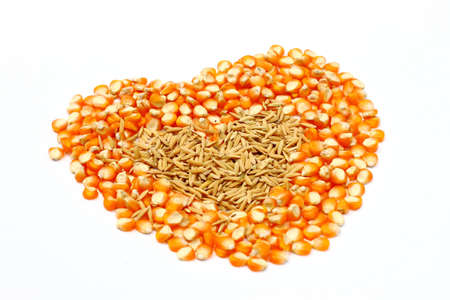 Corn seeds with heart pattern isolated の写真素材