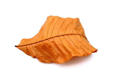 Brown leaf isolated on whiteの写真素材