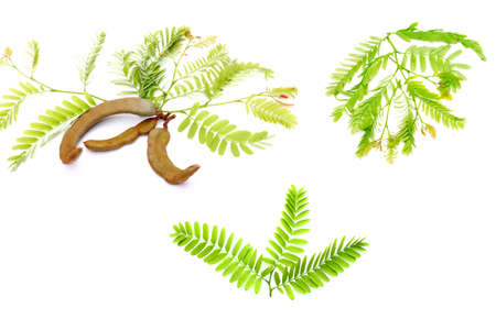 Tamarind leaf isolateの写真素材