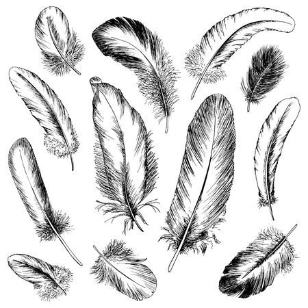 Feather set. Hand drawn vector illustration.のイラスト素材
