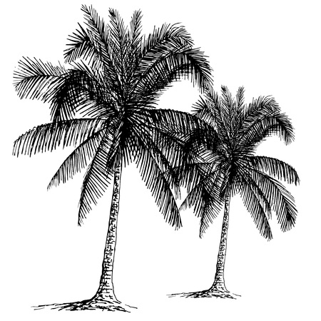 Palm sketch. Hand drawn vector illustration.のイラスト素材