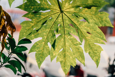 Leaf background.の写真素材