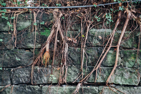 Tree root brick wallの写真素材
