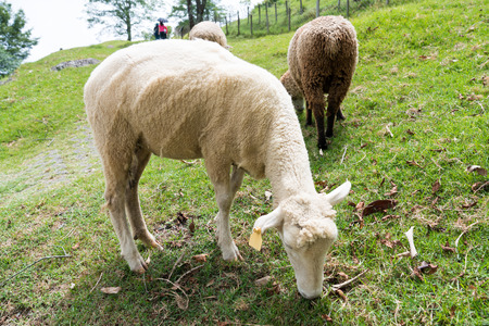 Qingqing farm sheepの写真素材