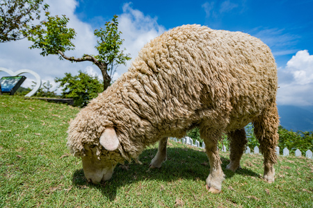 Qingqing farm sheepの写真素材