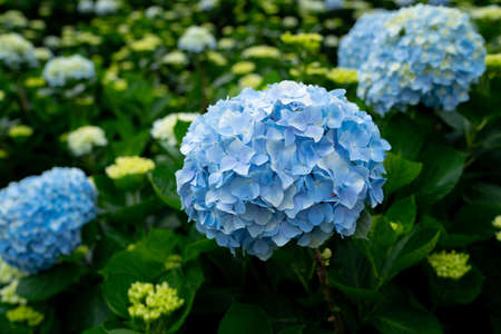 Hydrangeaの写真素材