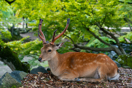 Deer in Nara Park, Japan. Deer in Nara Park is a popular tourist attraction.の写真素材