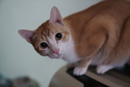 Cute ginger cat sitting on the table and looking into the camera