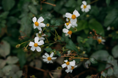 White cosmos flowers in the garden with green leaves background. Selective focus.