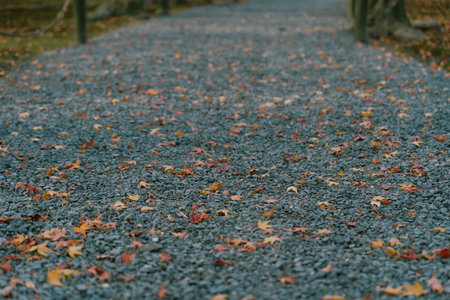 Autumn leaves on the ground in the park. Autumn background.