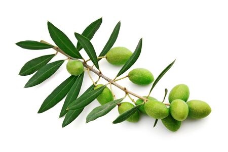 Olive branch with abundant green olives. White background.の写真素材