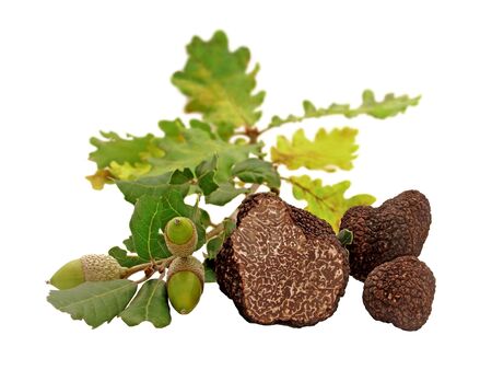 Truffles, leaves and acorns isolated on white background.の写真素材
