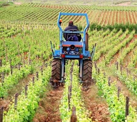 Winemaker on his tractor working on the soil of the vine.の写真素材