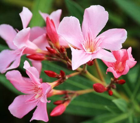 Close up showing the details of the pink laurel flower.の写真素材