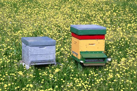 Hives installed in a green meadow dotted with yellow flowers.
