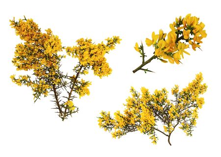 Gorse de Provence in bloom, on white background.の写真素材