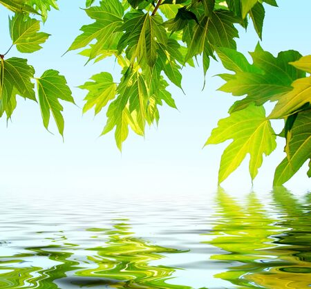 Water, leaves, nature, freshness, lightの写真素材